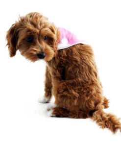 Alternative view of Doggie Danas